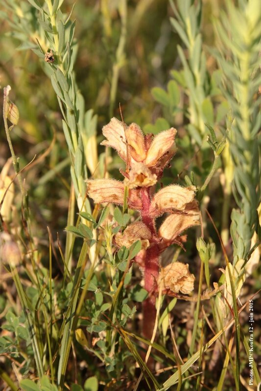Photos JMP©Koufra 12 - Le Mas - blog - 2015-06-03- 00057