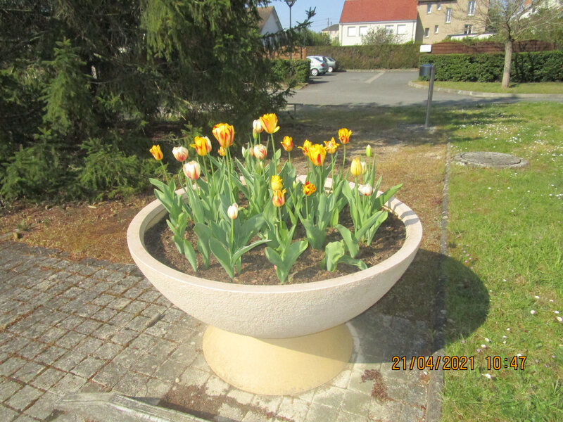 2021 04 21 les tulipes de la résidence (2)