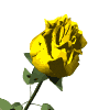 roses027