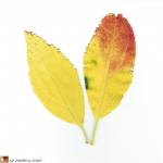 Feuilles de Forsithia