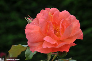 Westerland