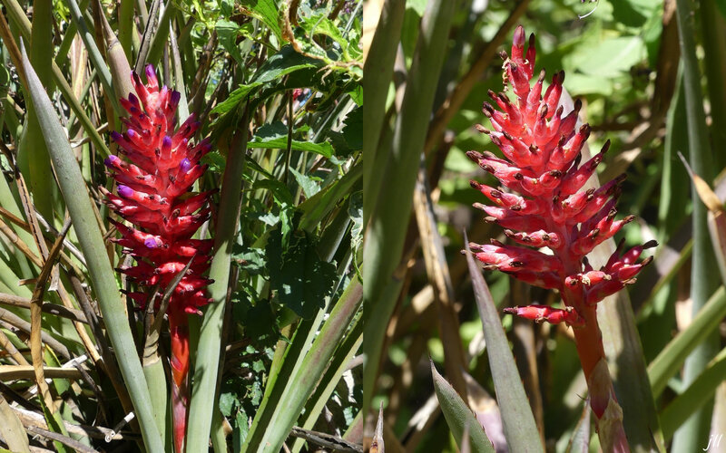 4 Bromelia Strepto Calyx Poeppigii