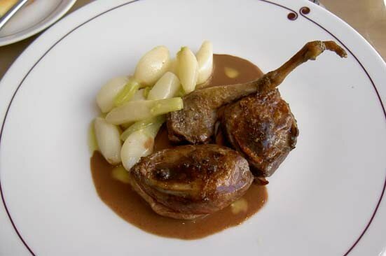 pigeon