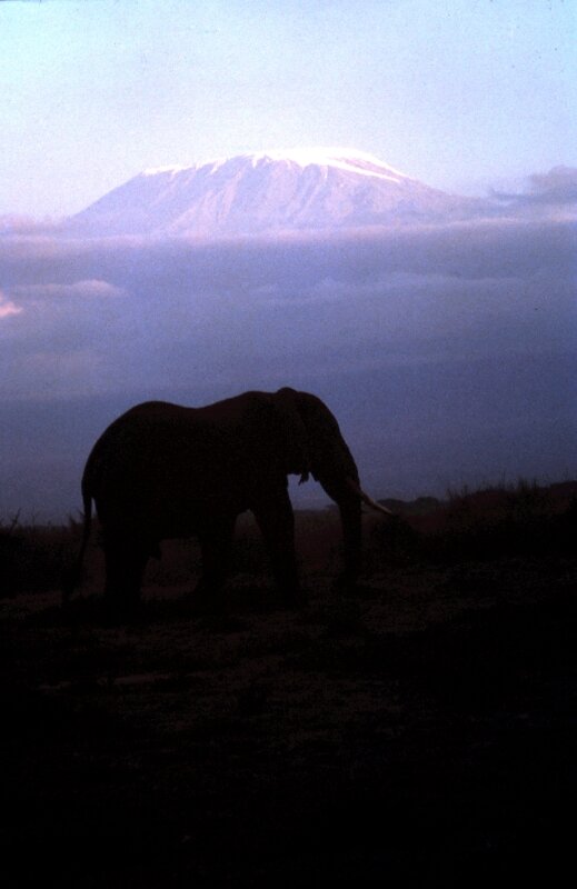 amboseli elephant kili dd