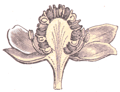 Fleur de renoncule en coupe