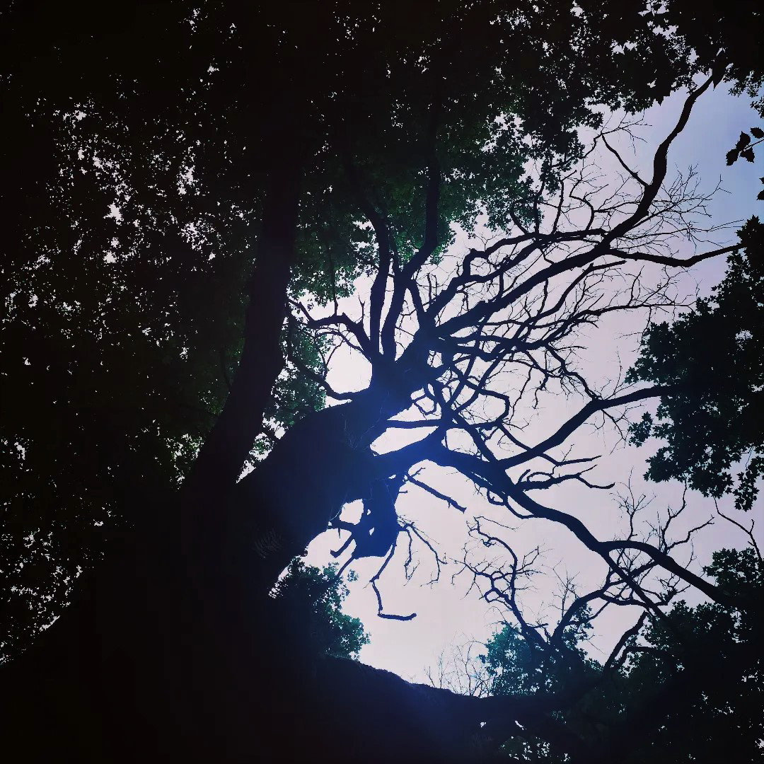 Ainhoa, le long de la Nive, arbre,  insta (64)