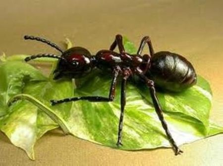 mignonne fourmi