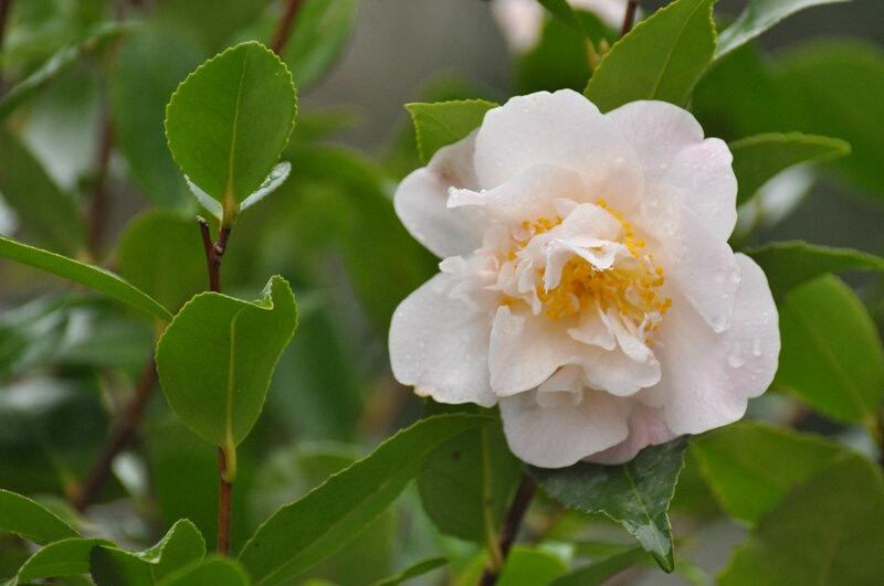 Camellia High Fragrance (monde du pti)