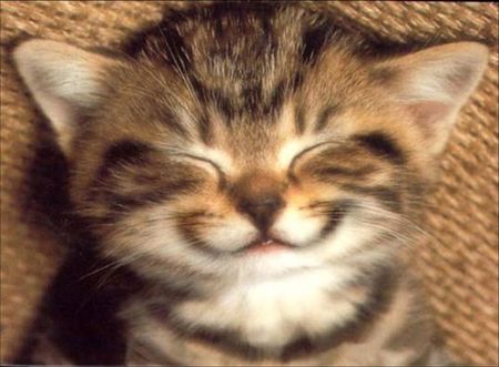 chat_sourire
