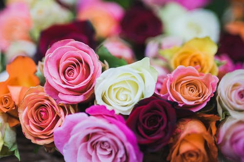 roses_4