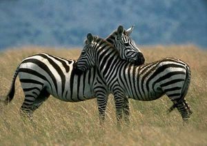 zebre_tendresse