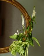 les fleurs chez moi (37)