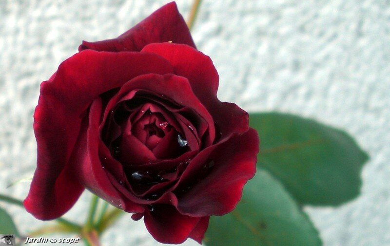 'Red-Parfum' en mon jardin…