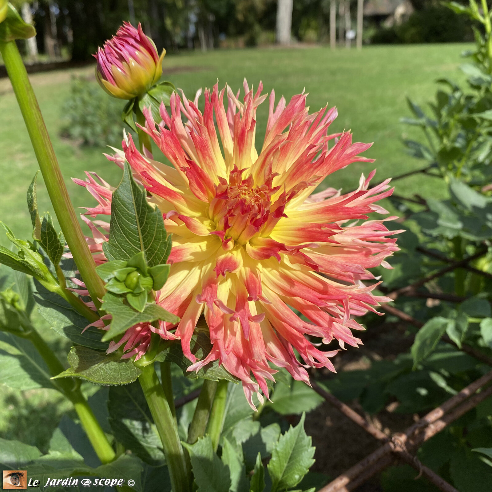 Dahlia-Eclair