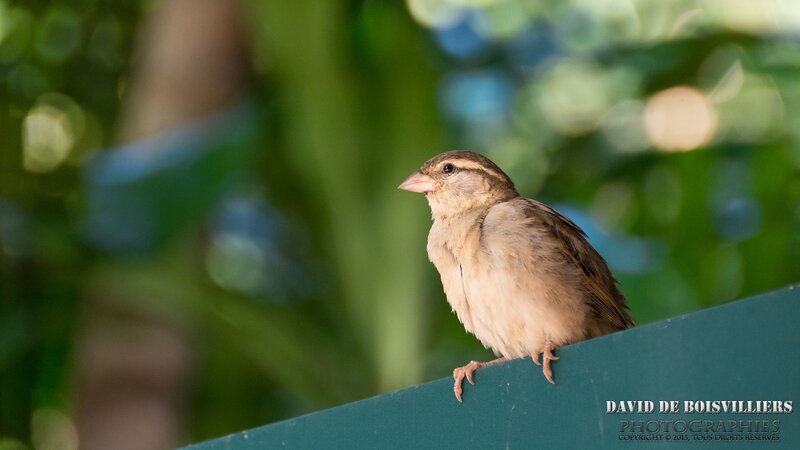 Moineau domestique (Passer domesticus) - Île Maurice