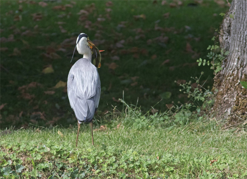 Oiseau héron pêche perche tactique 240721 ym 7