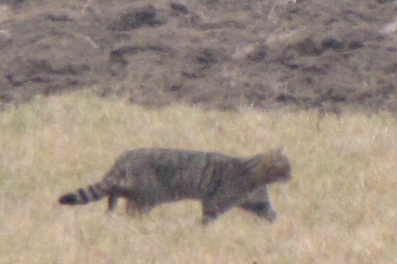 2009_02_26_Madine_grues_vache_chat (27)