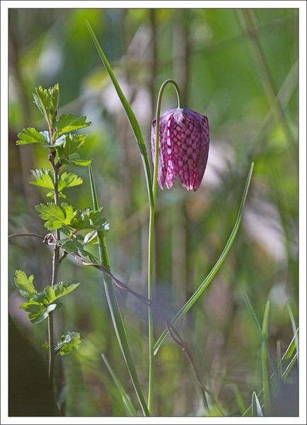 Galuchet lulu fritillaire 010413 3