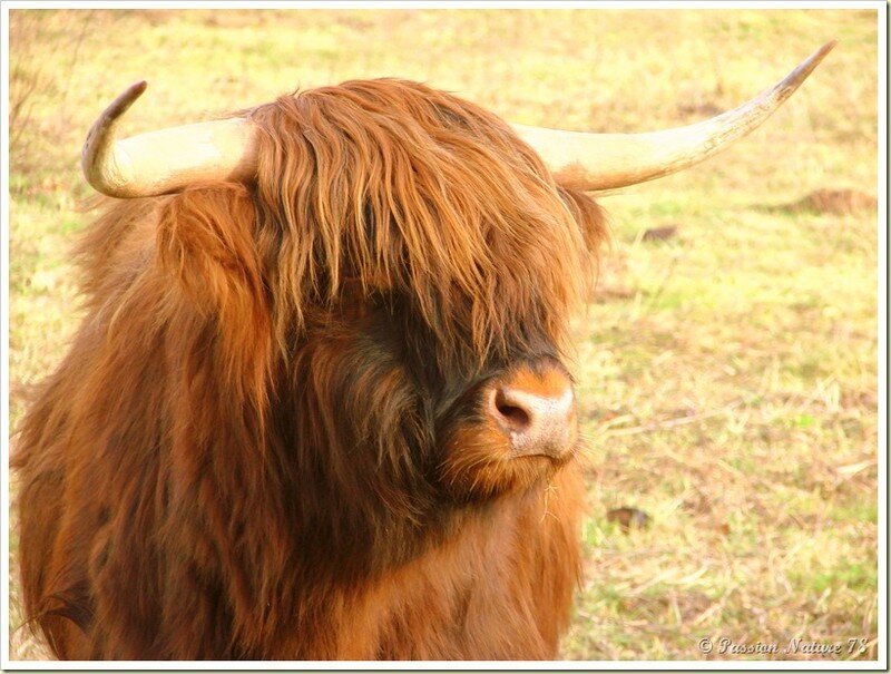 La vache de race Highland (20)