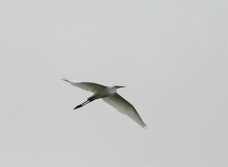 grande_aigrette_vol2
