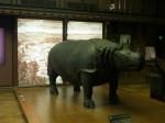 Grande Galerie de l'Evolution