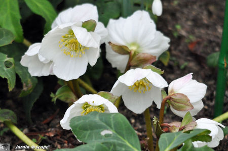 Hellebore_de_Noel