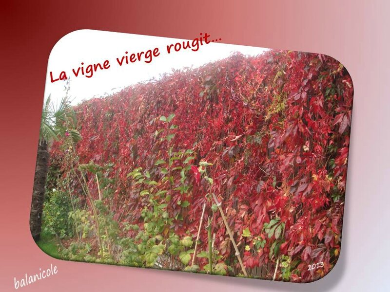 balanicole_2012_13-14_65_vigne vierge