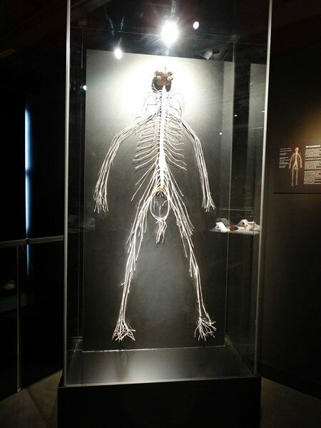 body worlds happiness project (2)