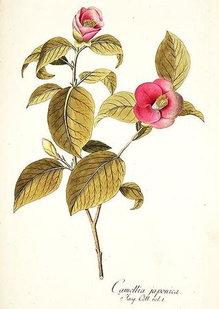 Camellia_japonica