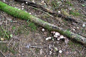 psathyrelle-32
