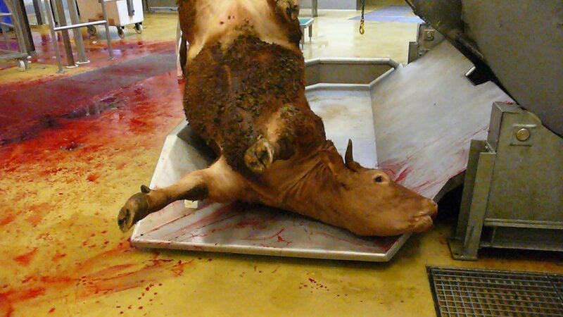 abattoir-051-montage-chaine-abattage-bovin-2007