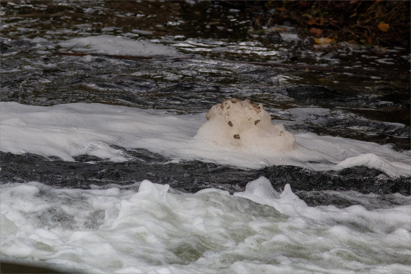 Rivière ours blanc mousse 011222