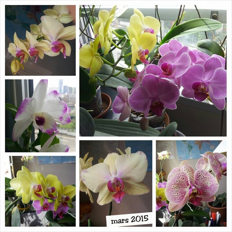 orchidees_201503
