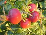 Fruits_rosier