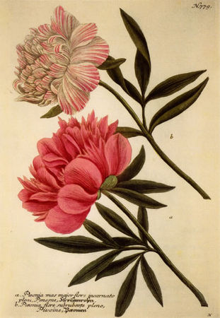 Weinmann_pivoines