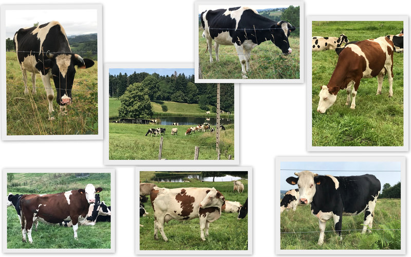 Vaches 2