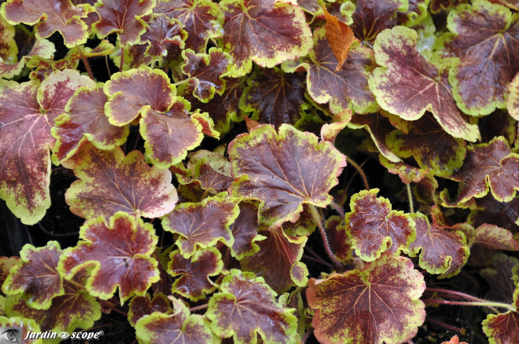 Heucherella Solar Eclipse