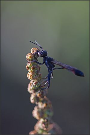 tournesol_mouche_scorpion_gouttelettes_matin_290810