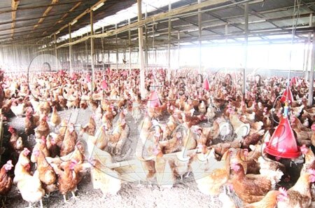 ferme-poules