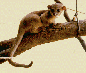 kinkajou