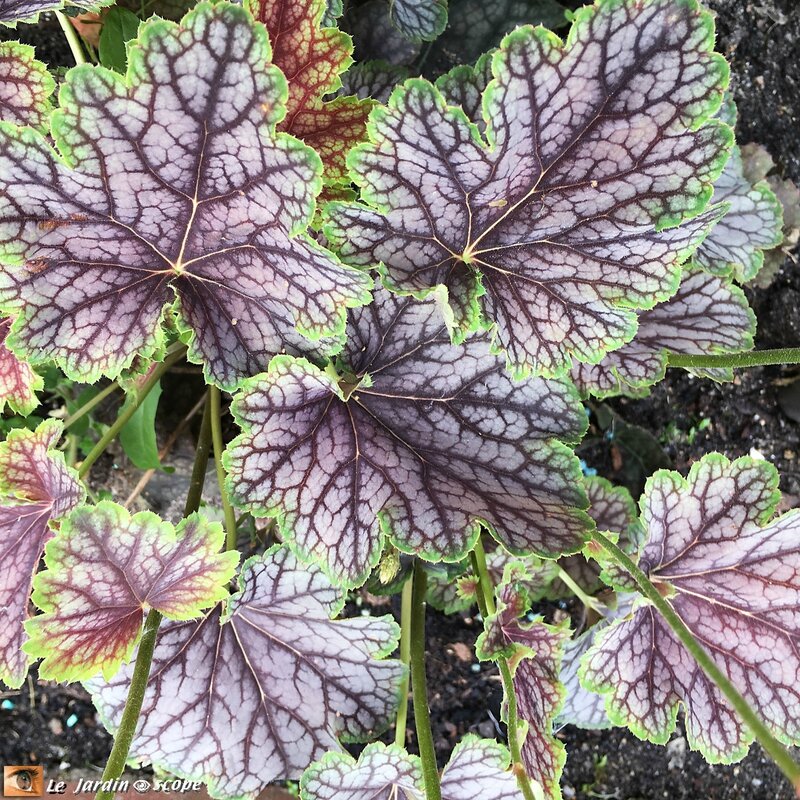 Heuchère hybride Beauty color