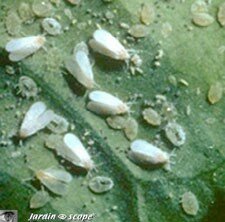 aleurodes