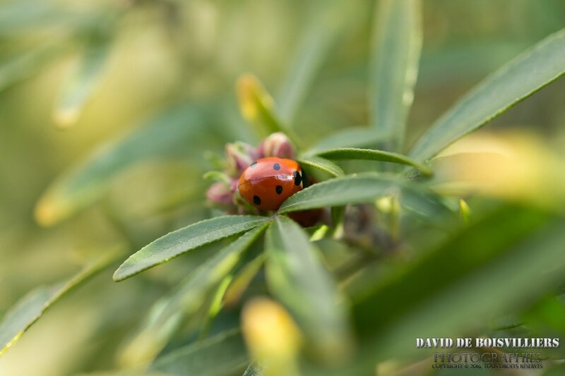 Coccinelle de Pâques