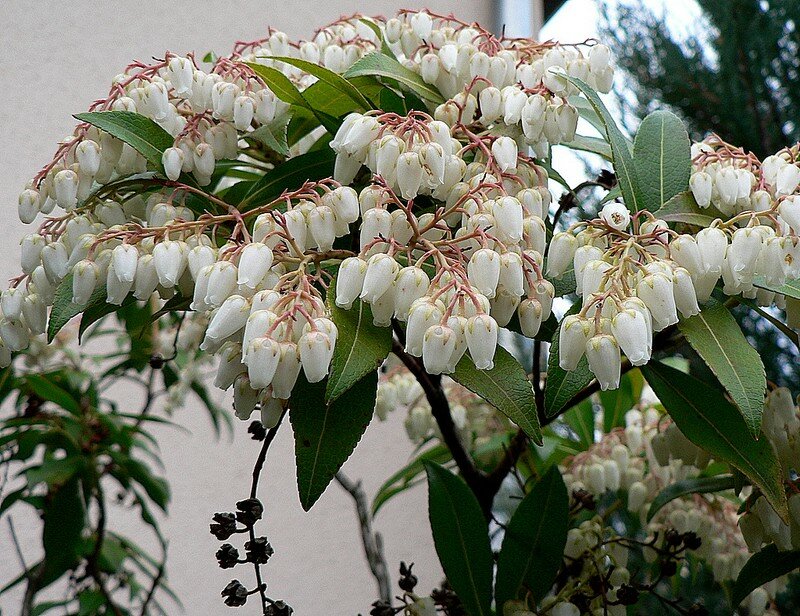 andromède (pieris japonica)