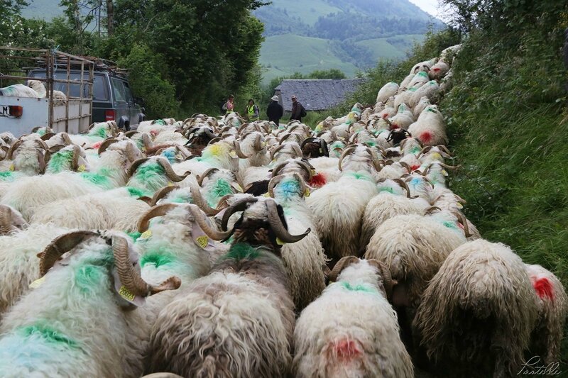 Transhumance départ_A99A4334