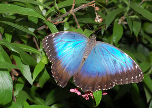 papillon_bleu_1_
