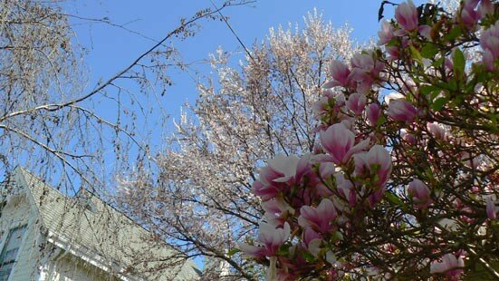 au_japon2