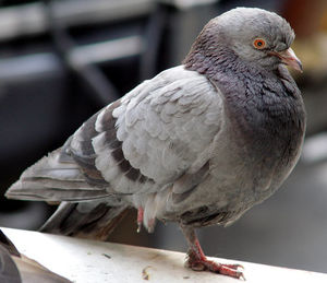 08_Pigeon