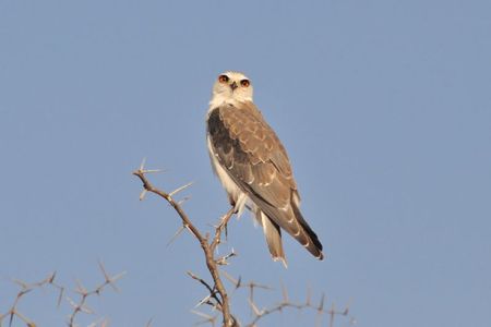 Namibie (198)