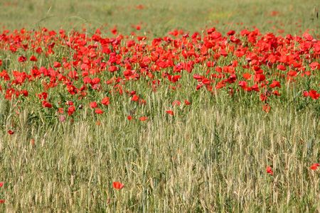 Toscane Juin 2013 - 02